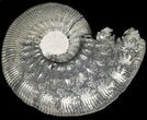 Pyritized Kosmoceras Ammonite Fossil - Sliced #38985-1